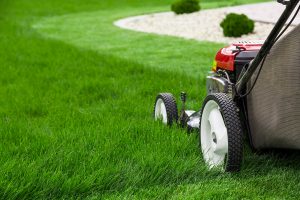 maintain a perfect lawn