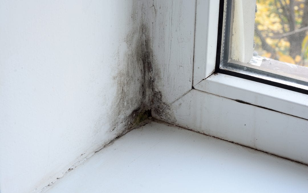 Tips to Prevent Mold in Your Home